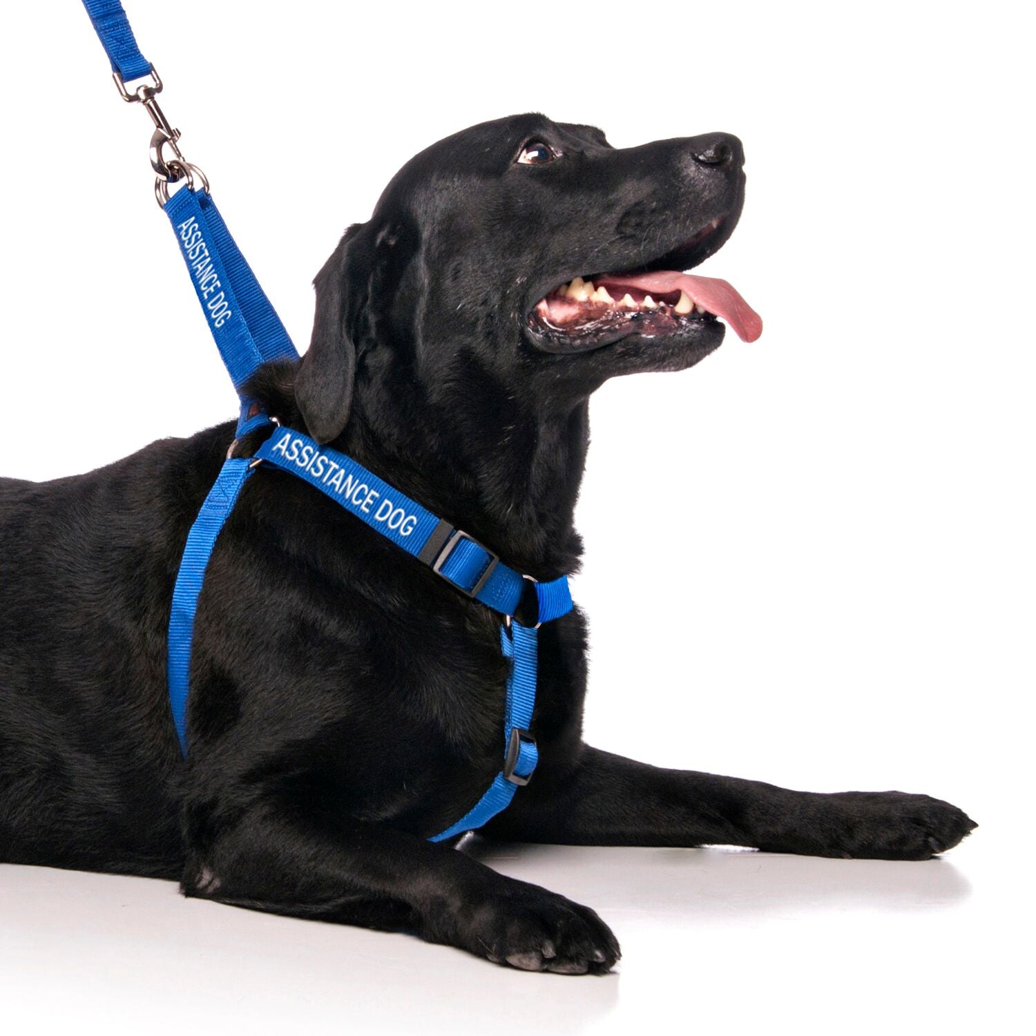 ASSISTANCE DOG adjustable L XL Strap Harness Friendly Dog Collars
