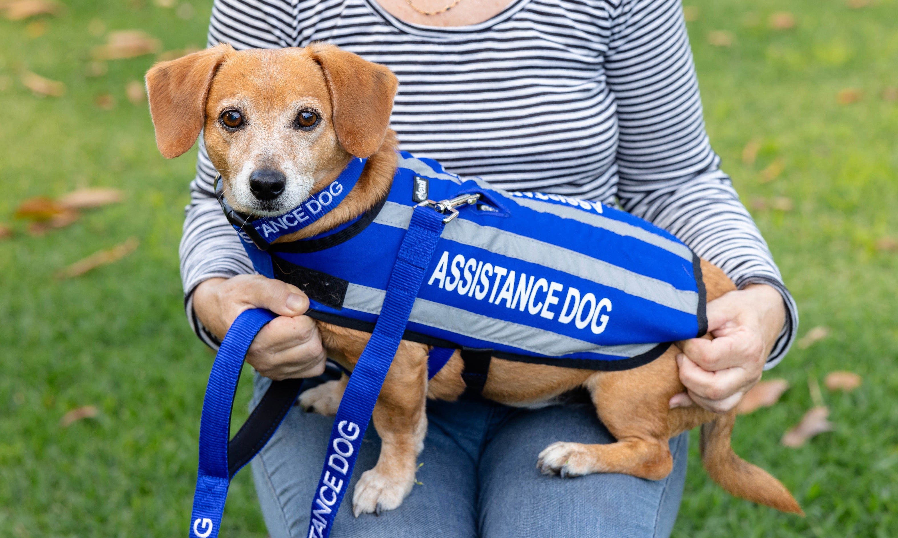 Assistance Dogs in Australia