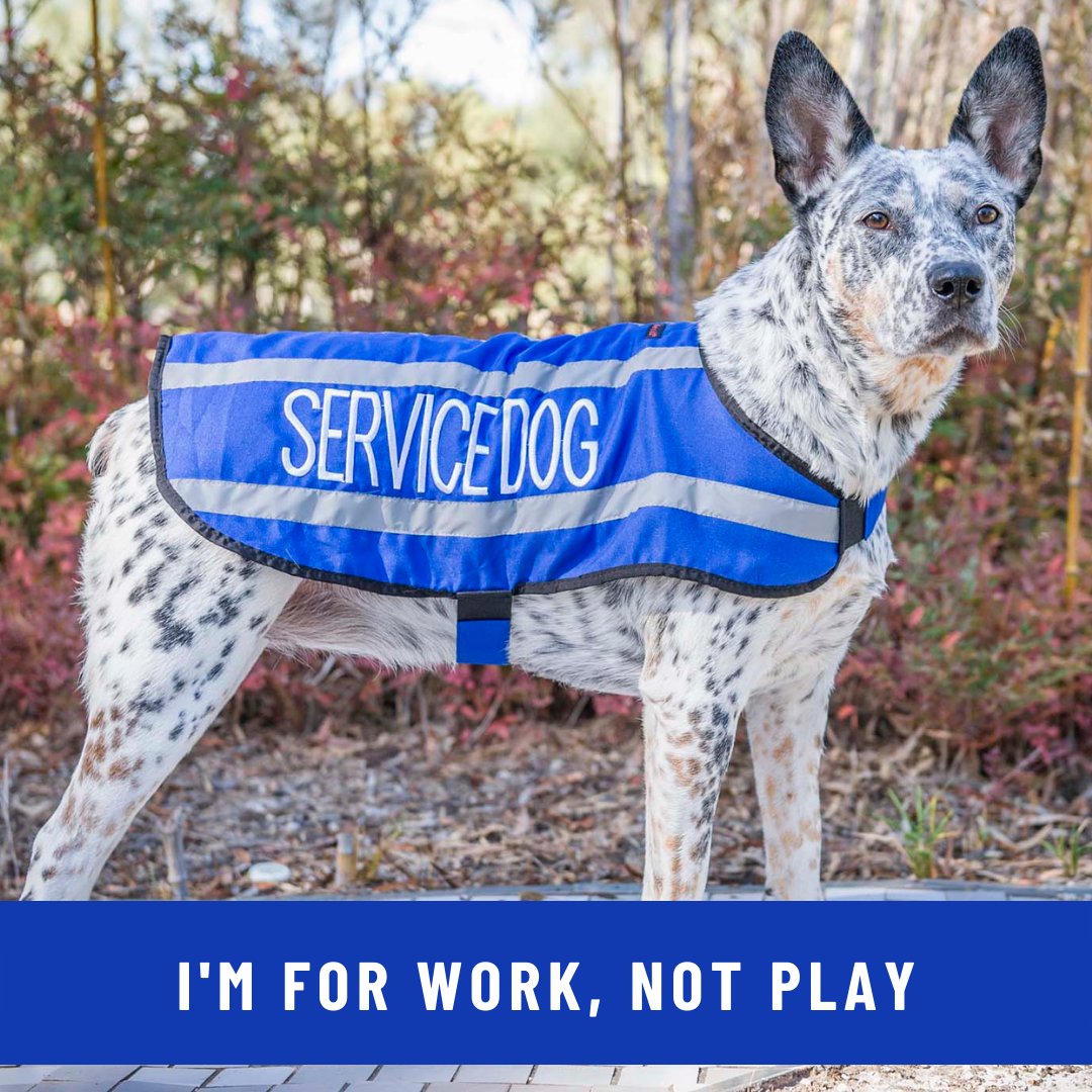 SERVICE DOG