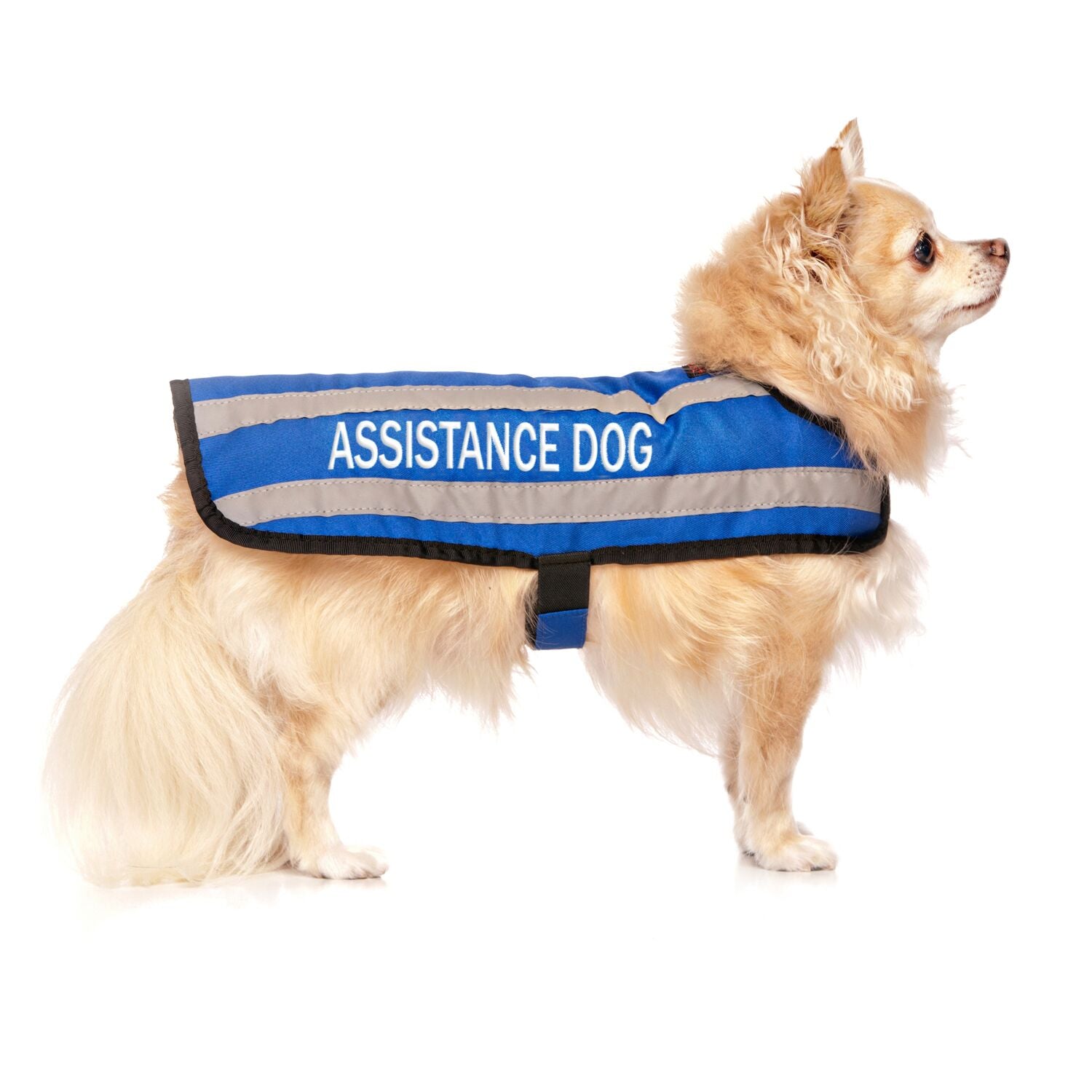 assistance dog coats