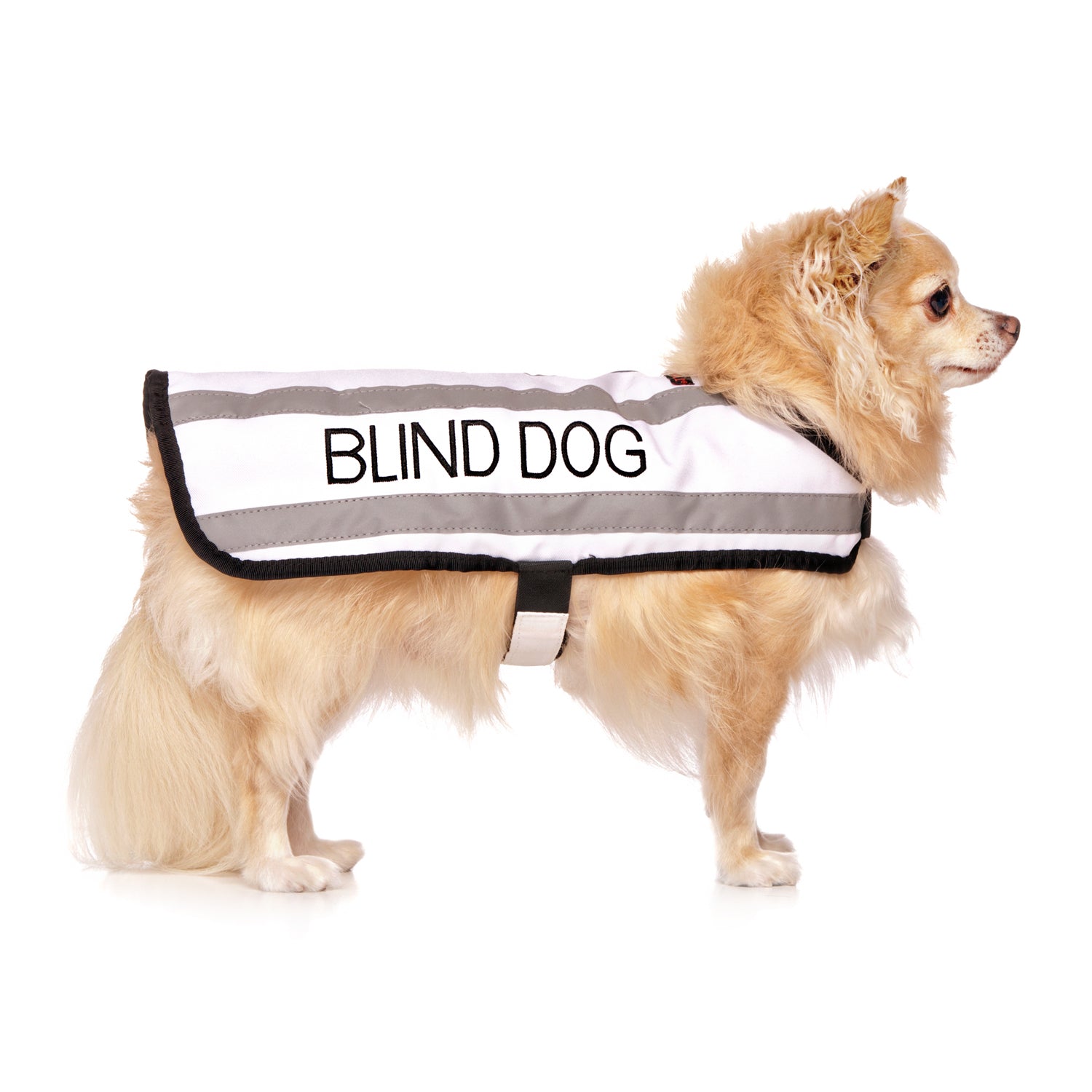 blind dog coats