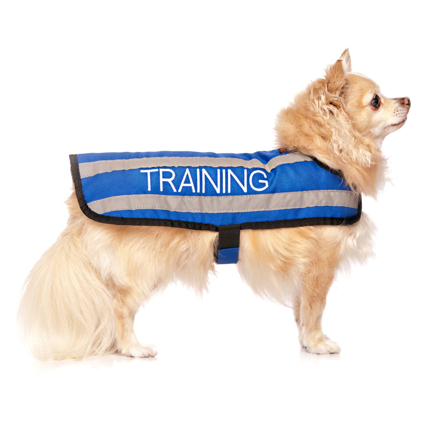 training dog coats