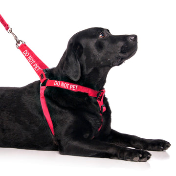 DO NOT PET – Friendly Dog Collars